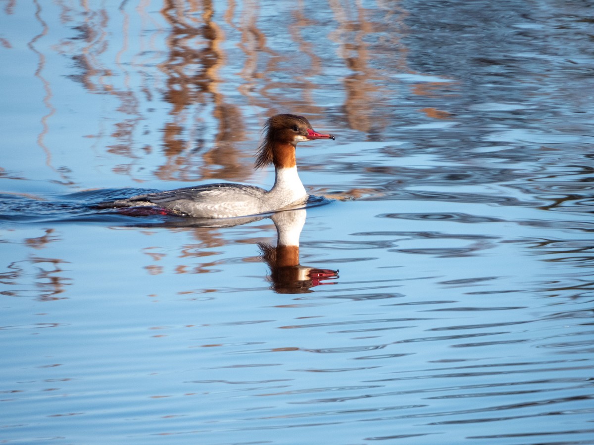 Common Merganser - Jan-Rune Ericson