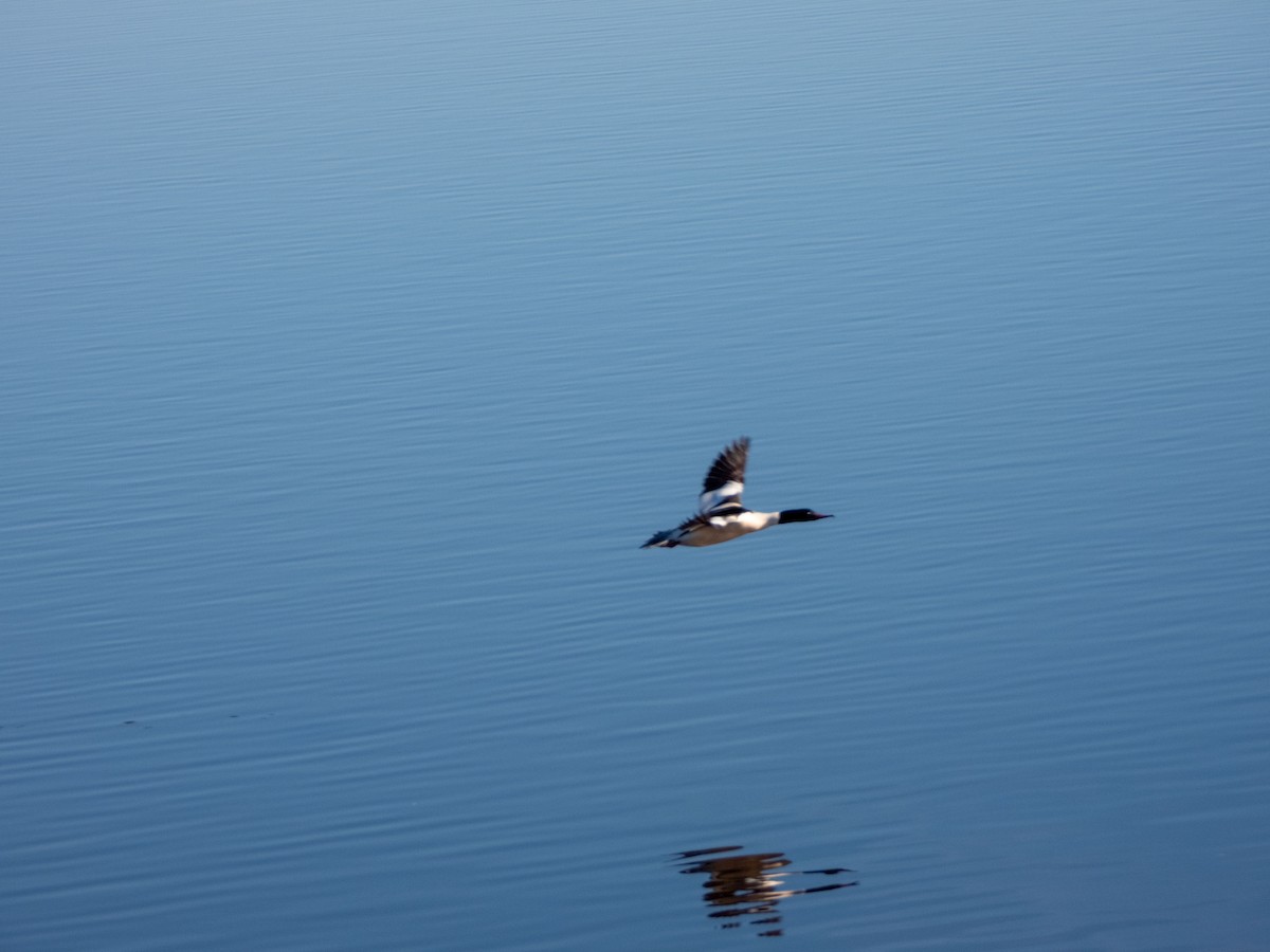 Common Merganser - Jan-Rune Ericson