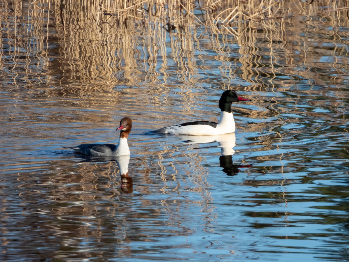 Common Merganser - Jan-Rune Ericson