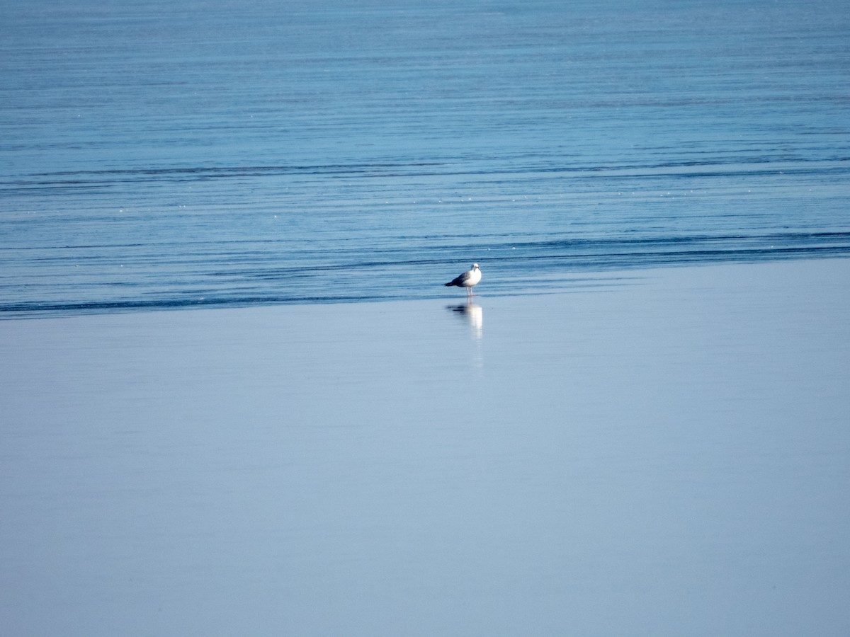 Herring Gull - Jan-Rune Ericson