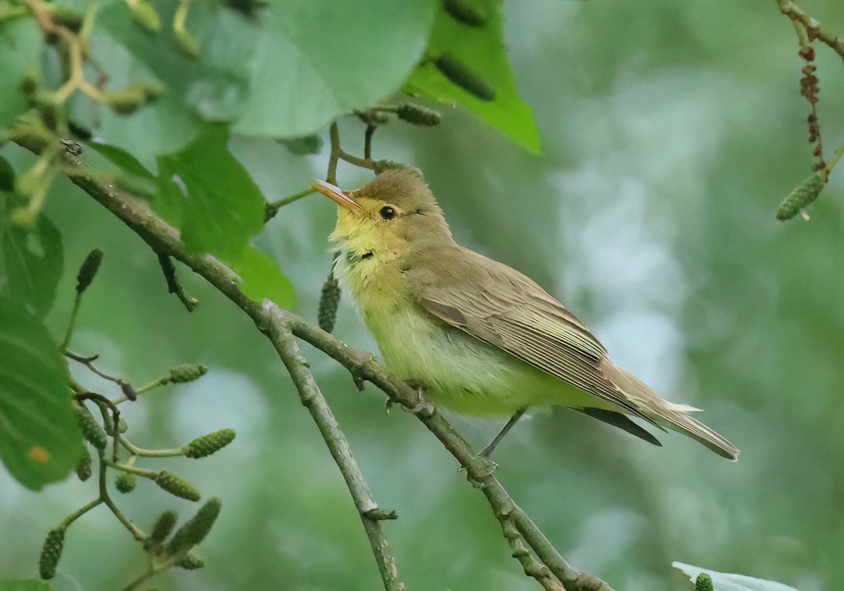 Icterine Warbler - Albert Noorlander