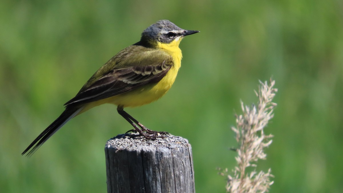 Western Yellow Wagtail - Erkki Lehtovirta