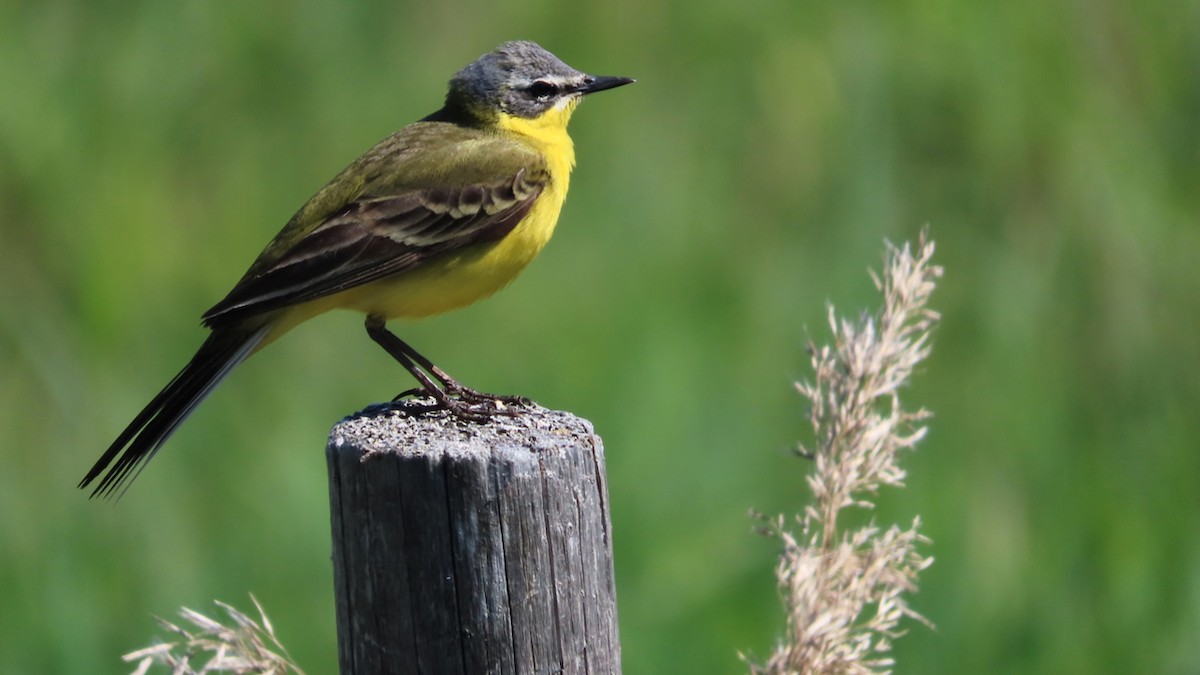 Western Yellow Wagtail - Erkki Lehtovirta