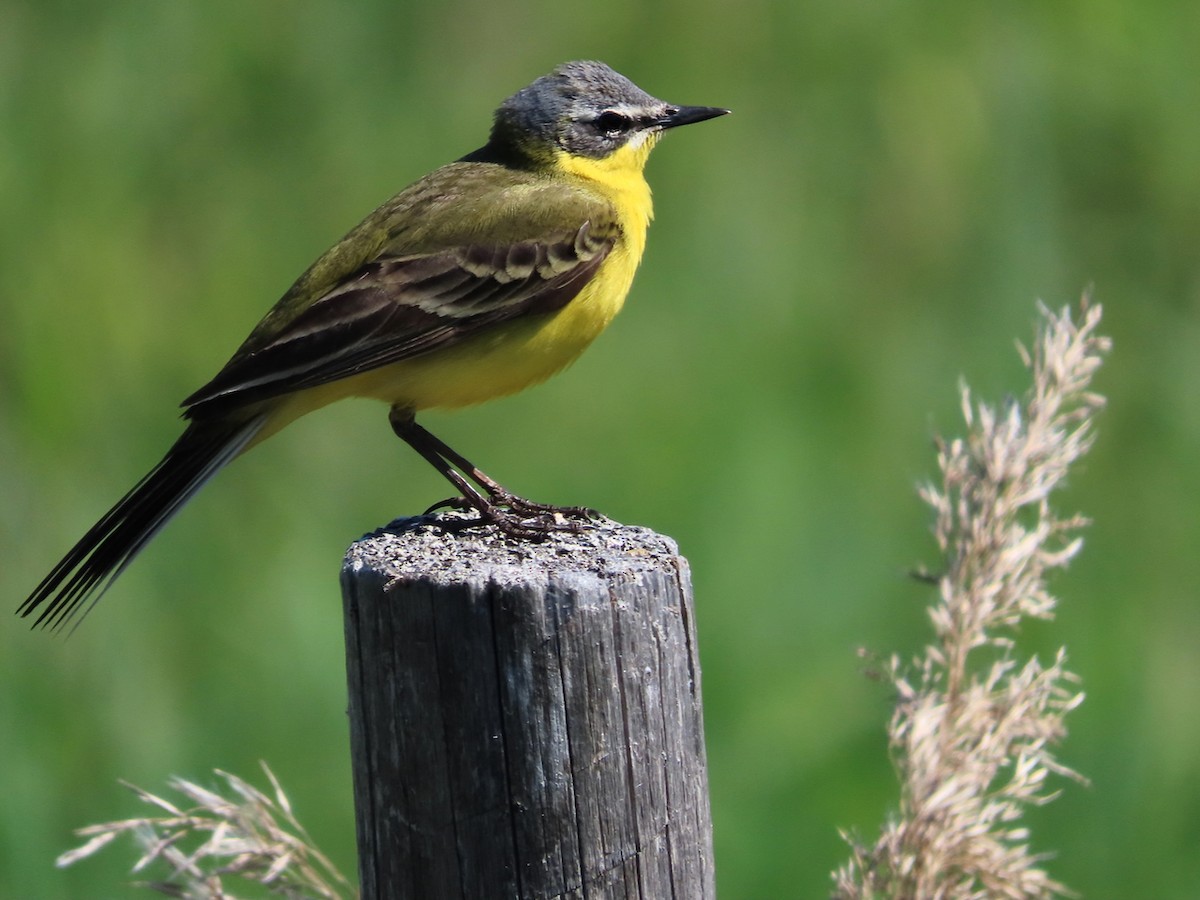 Western Yellow Wagtail - Erkki Lehtovirta