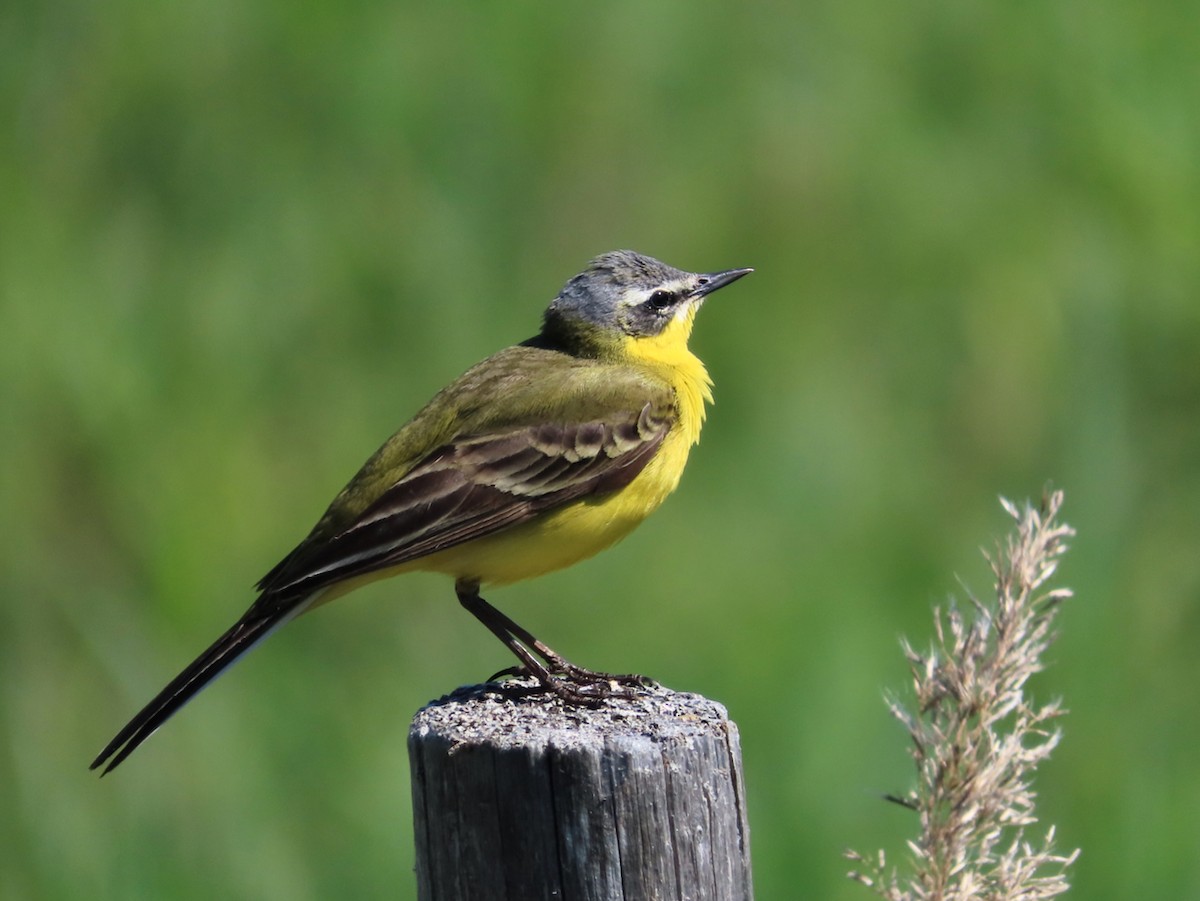 Western Yellow Wagtail - Erkki Lehtovirta