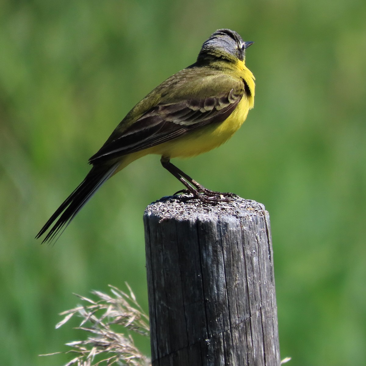 Western Yellow Wagtail - Erkki Lehtovirta