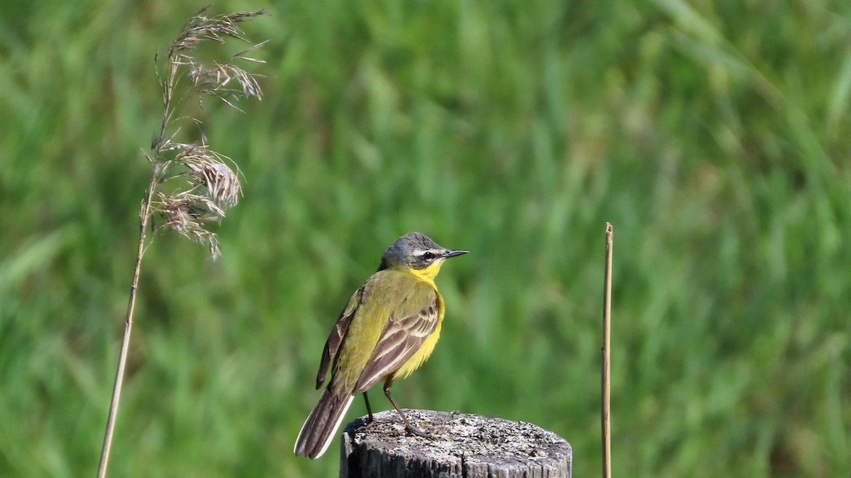 Western Yellow Wagtail - Erkki Lehtovirta