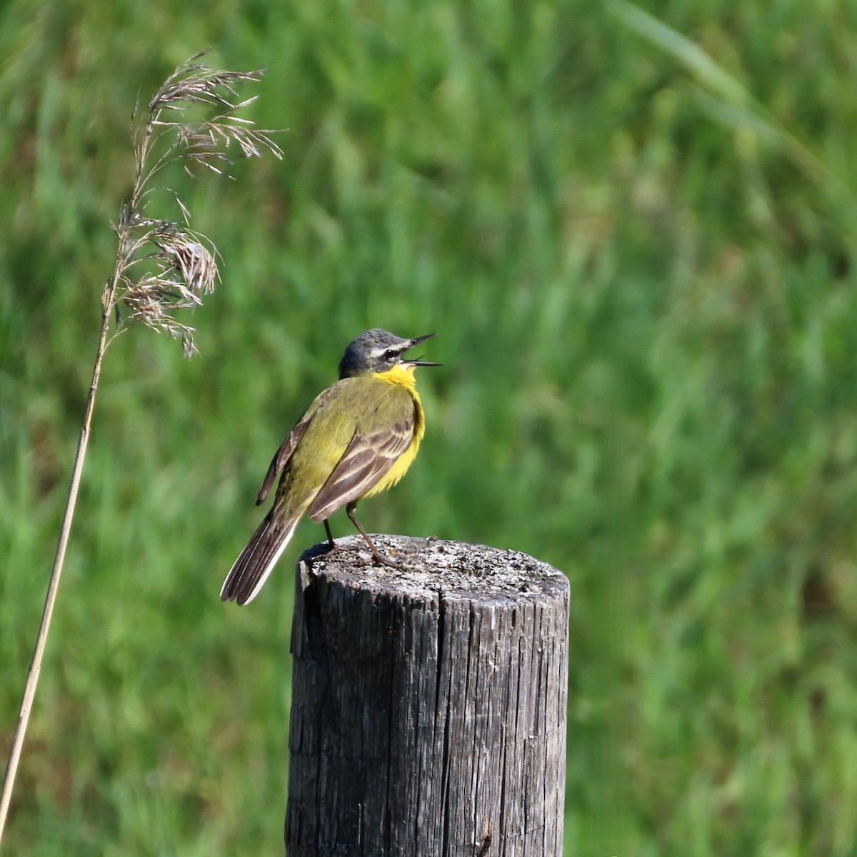 Western Yellow Wagtail - Erkki Lehtovirta