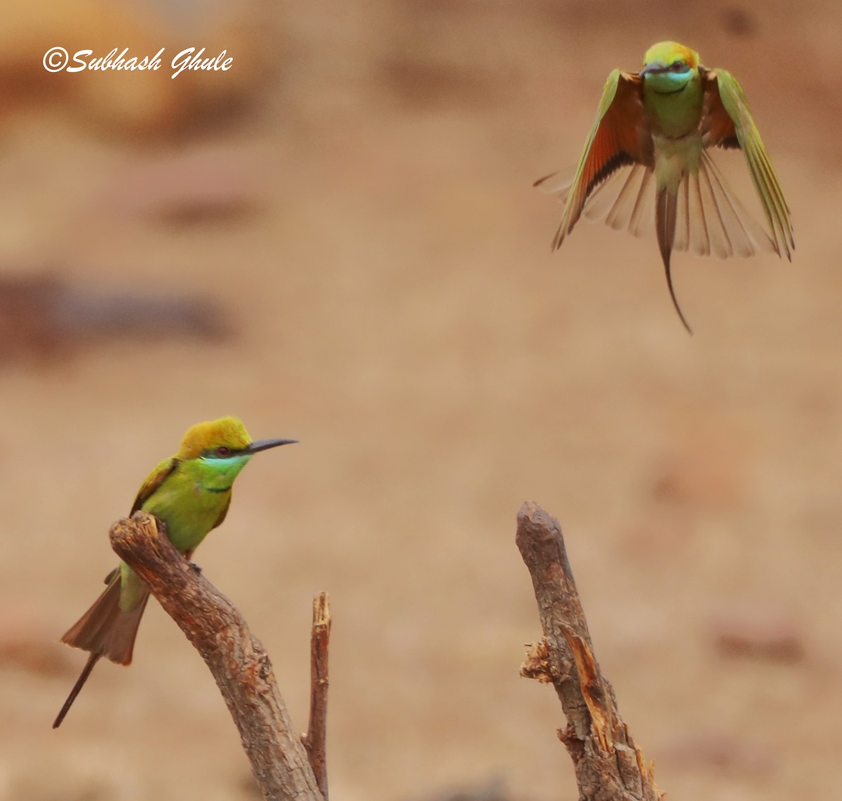 Asian Green Bee-eater - SUBHASH GHULE