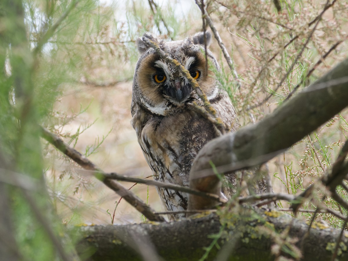 Long-eared Owl - Alfonso Guío Rodríguez