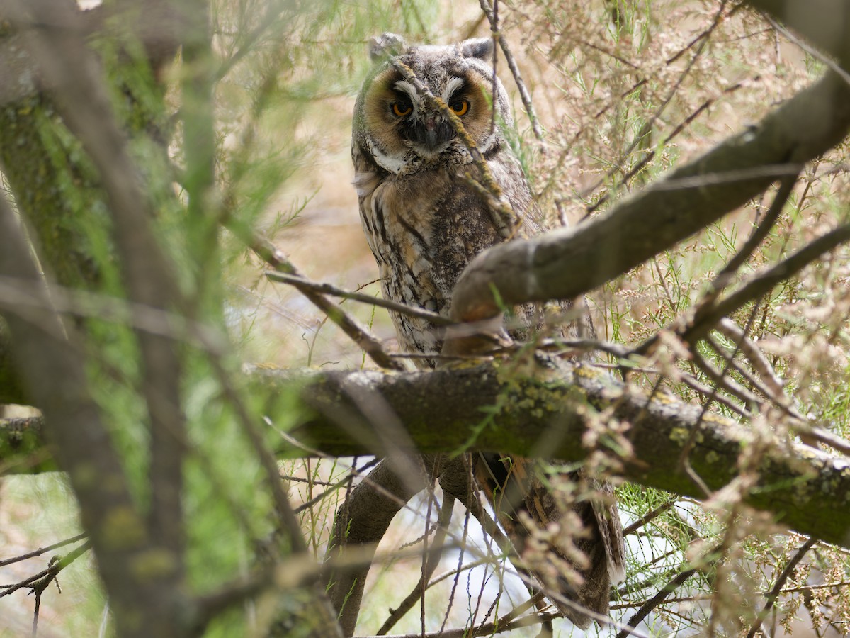 Long-eared Owl - Alfonso Guío Rodríguez