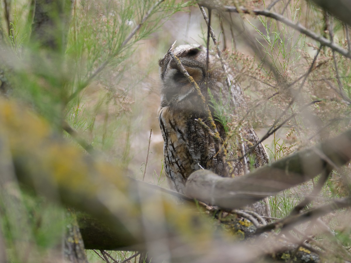 Long-eared Owl - Alfonso Guío Rodríguez