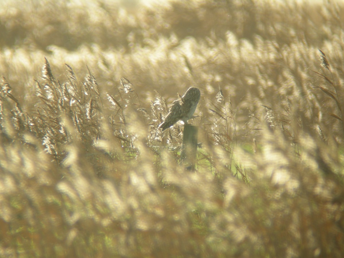 Short-eared Owl - Jurgen Beckers