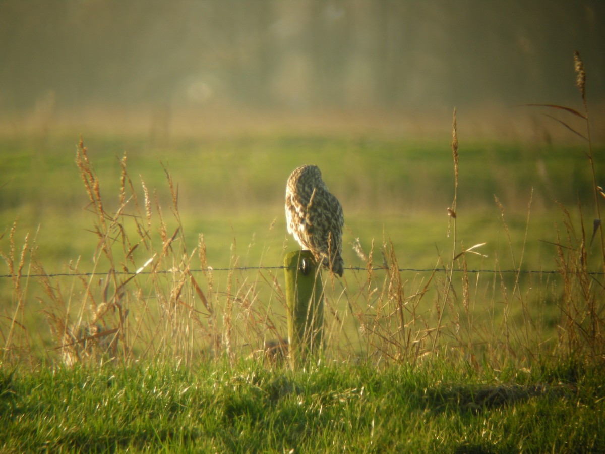 Hibou des marais - ML619664548