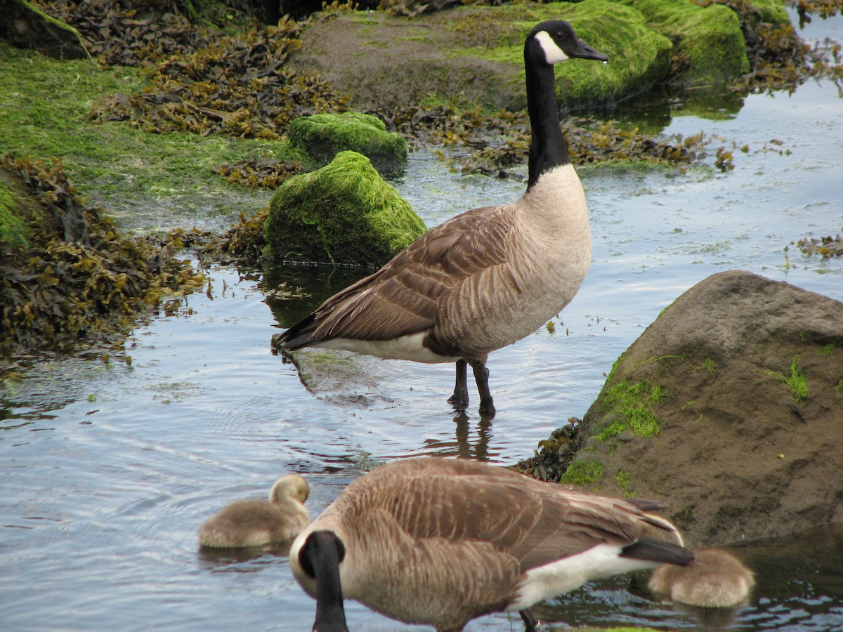 Canada Goose - Luis Mendes