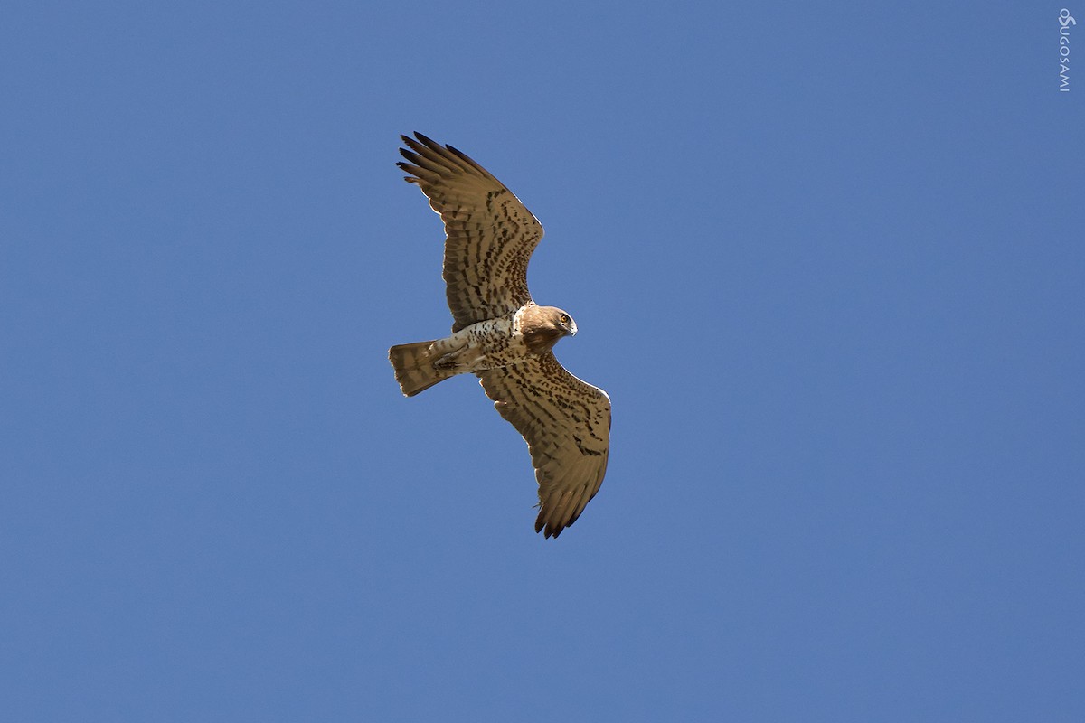 Short-toed Snake-Eagle - Oscar Suarez