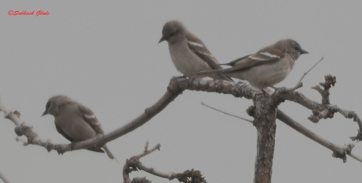 Yellow-throated Sparrow - SUBHASH GHULE