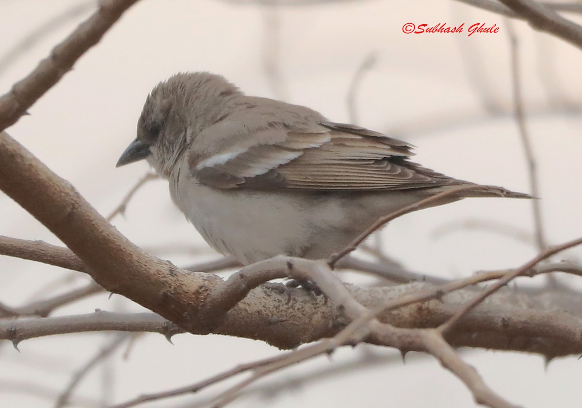 Yellow-throated Sparrow - SUBHASH GHULE