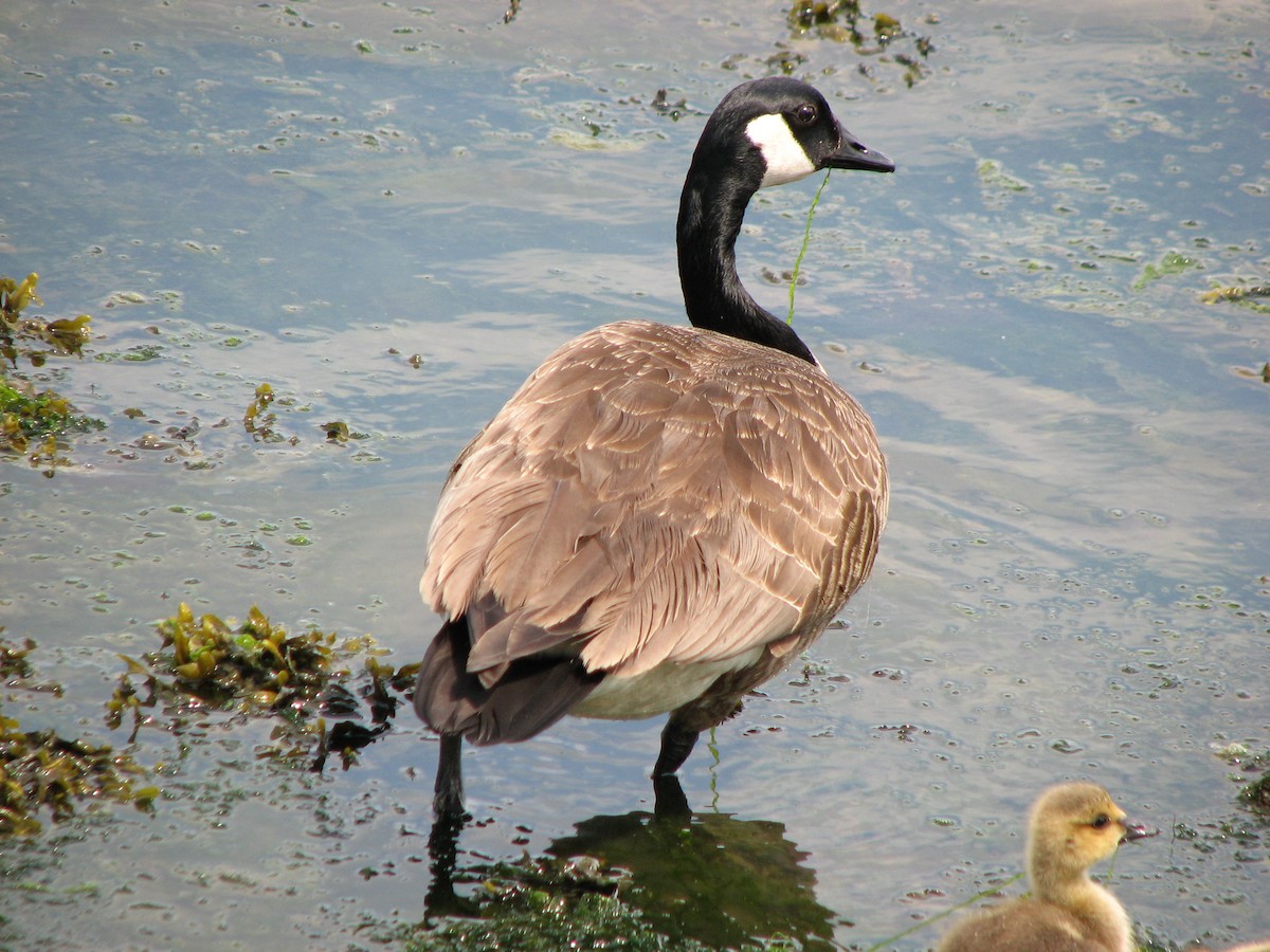 Canada Goose - Luis Mendes