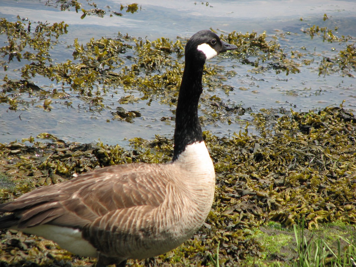 Canada Goose - Luis Mendes