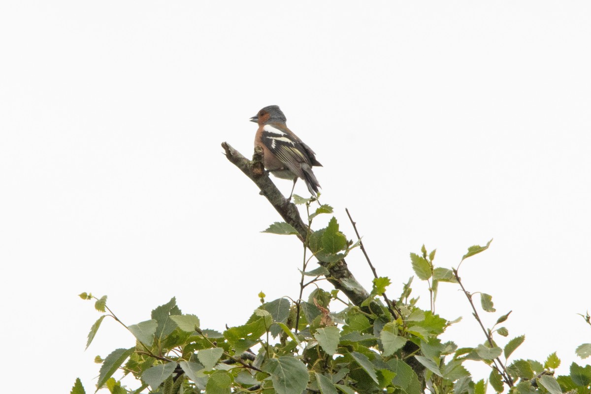 Common Chaffinch - Letty Roedolf Groenenboom