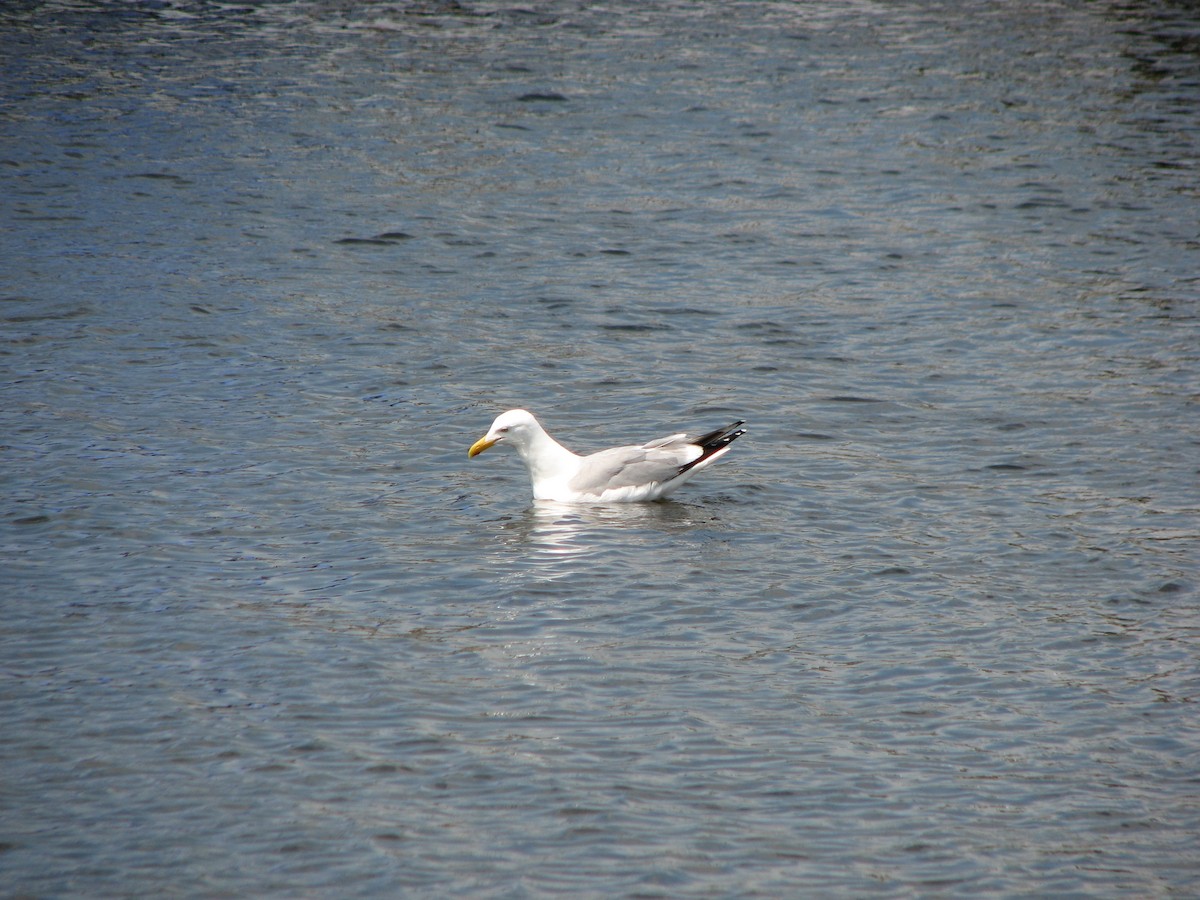 Herring Gull - Luis Mendes