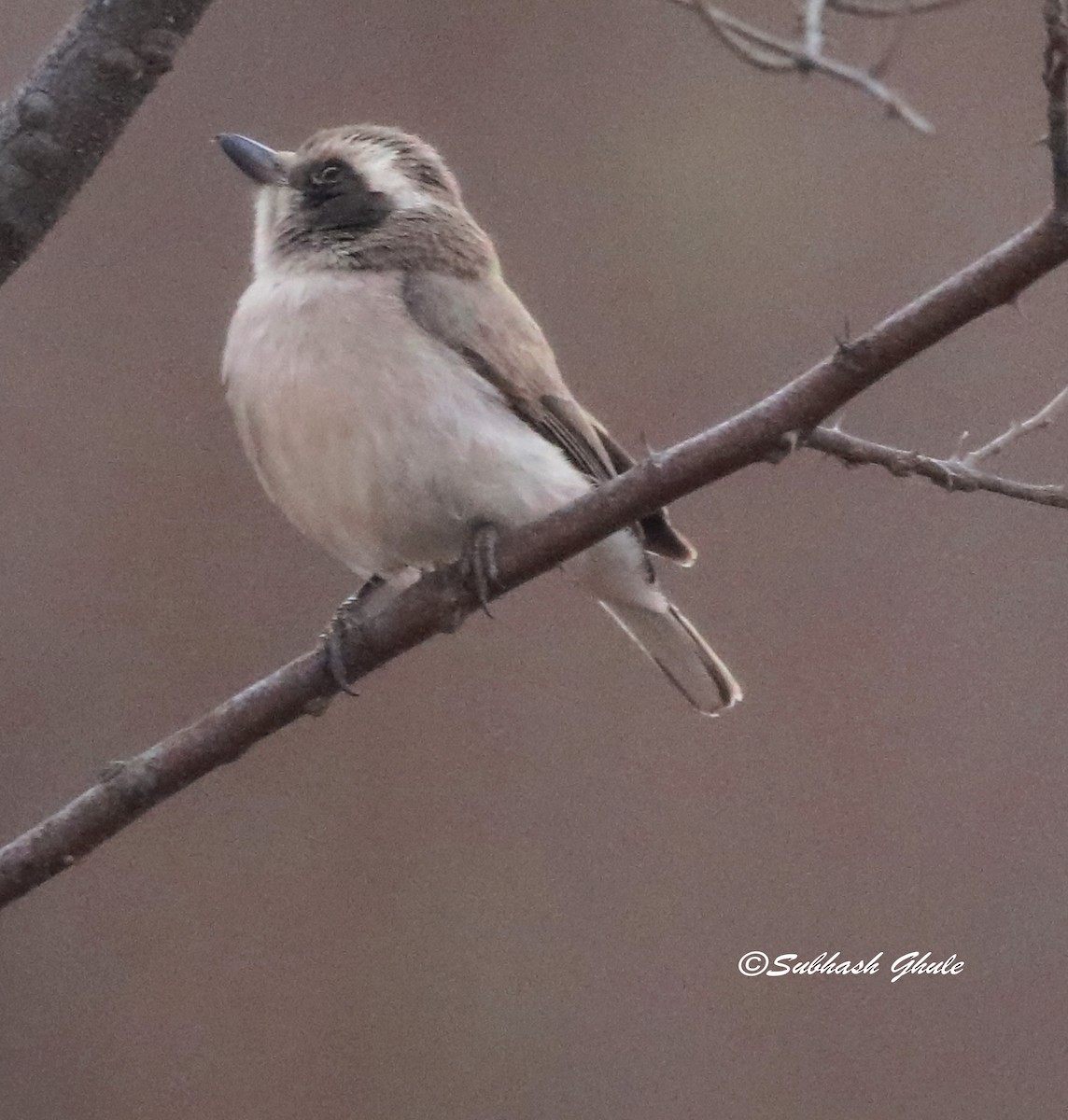 Common Woodshrike - ML619664583