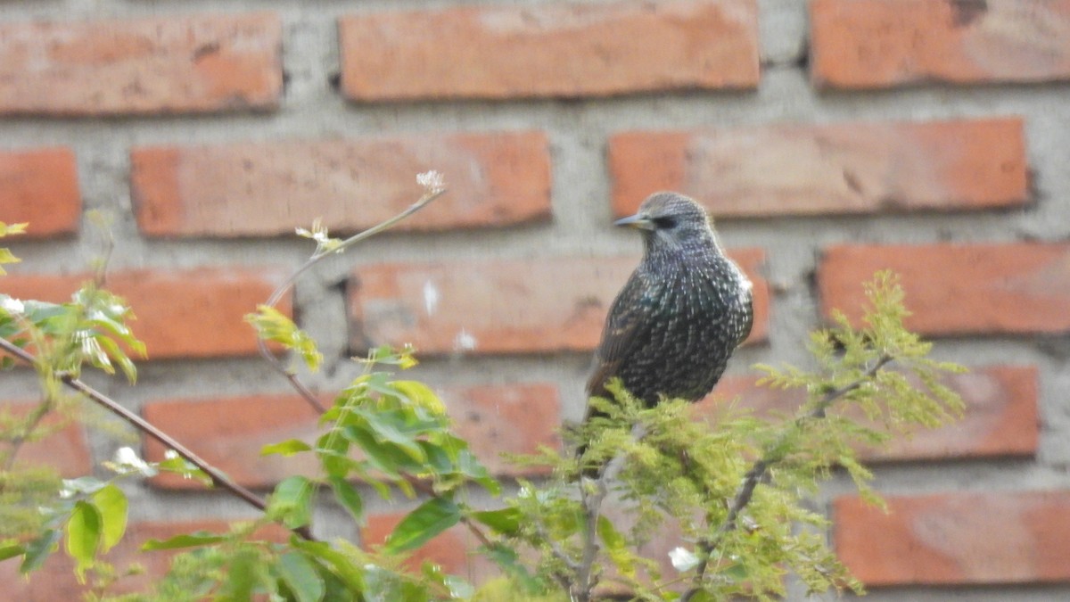 European Starling - Hugo Valderrey