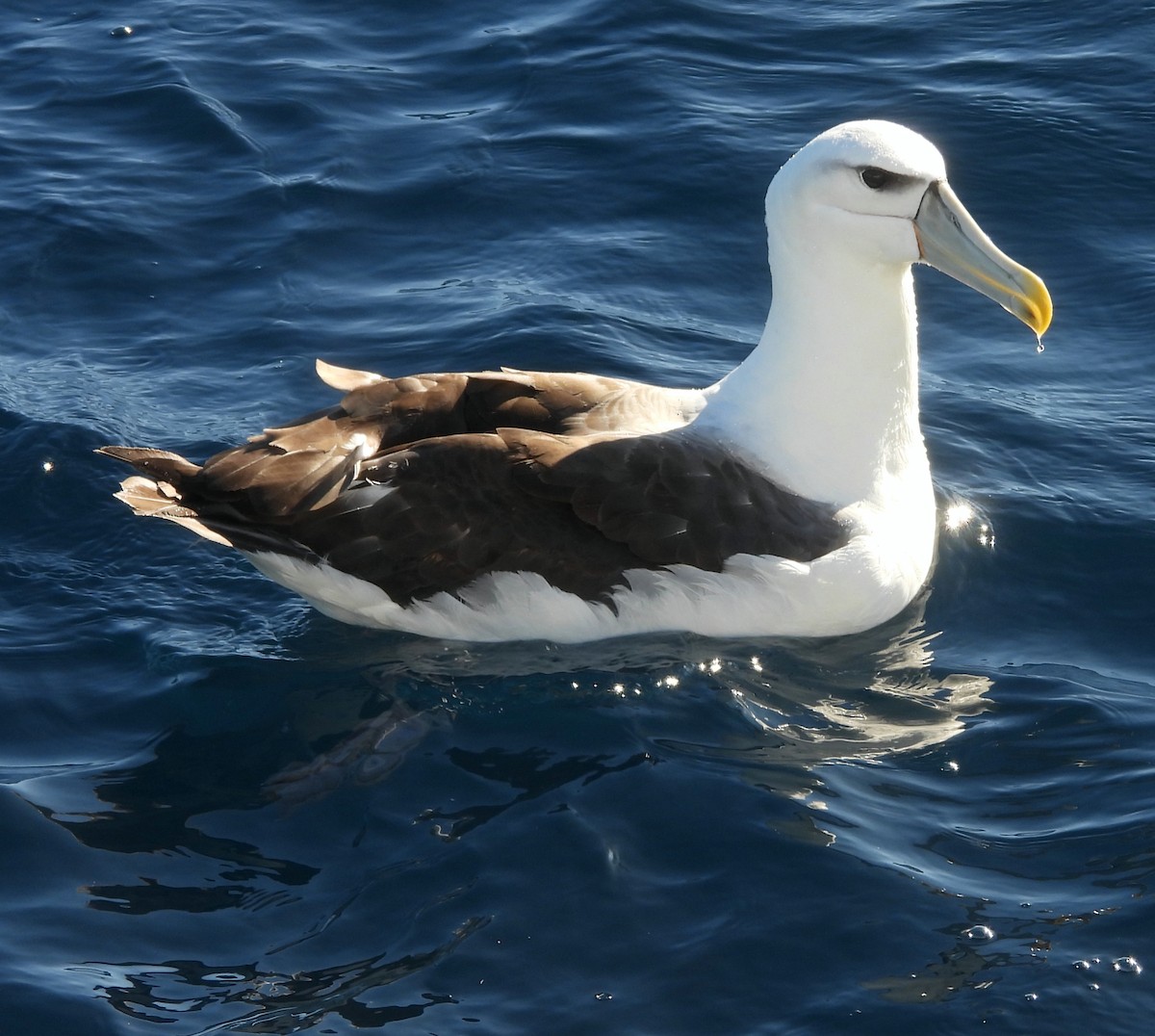 White-capped Albatross - Rodney van den Brink