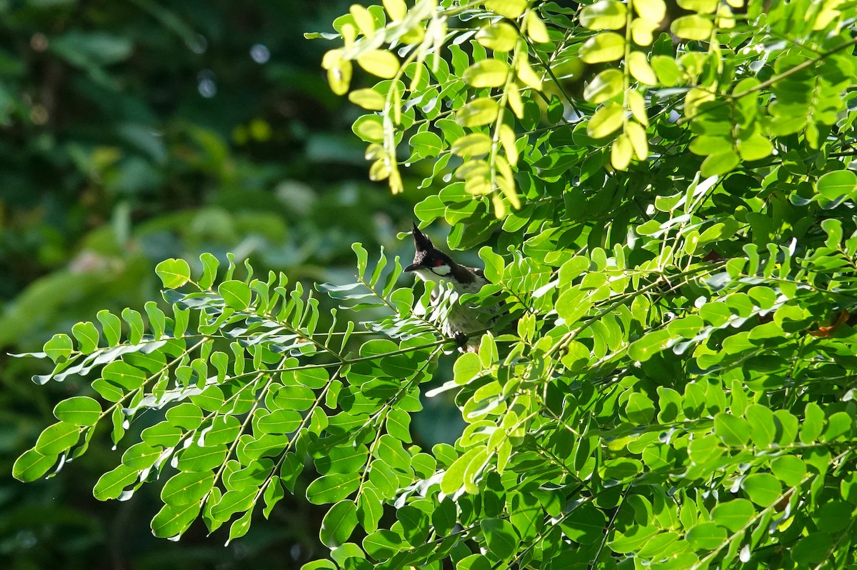 Red-whiskered Bulbul - Brad R