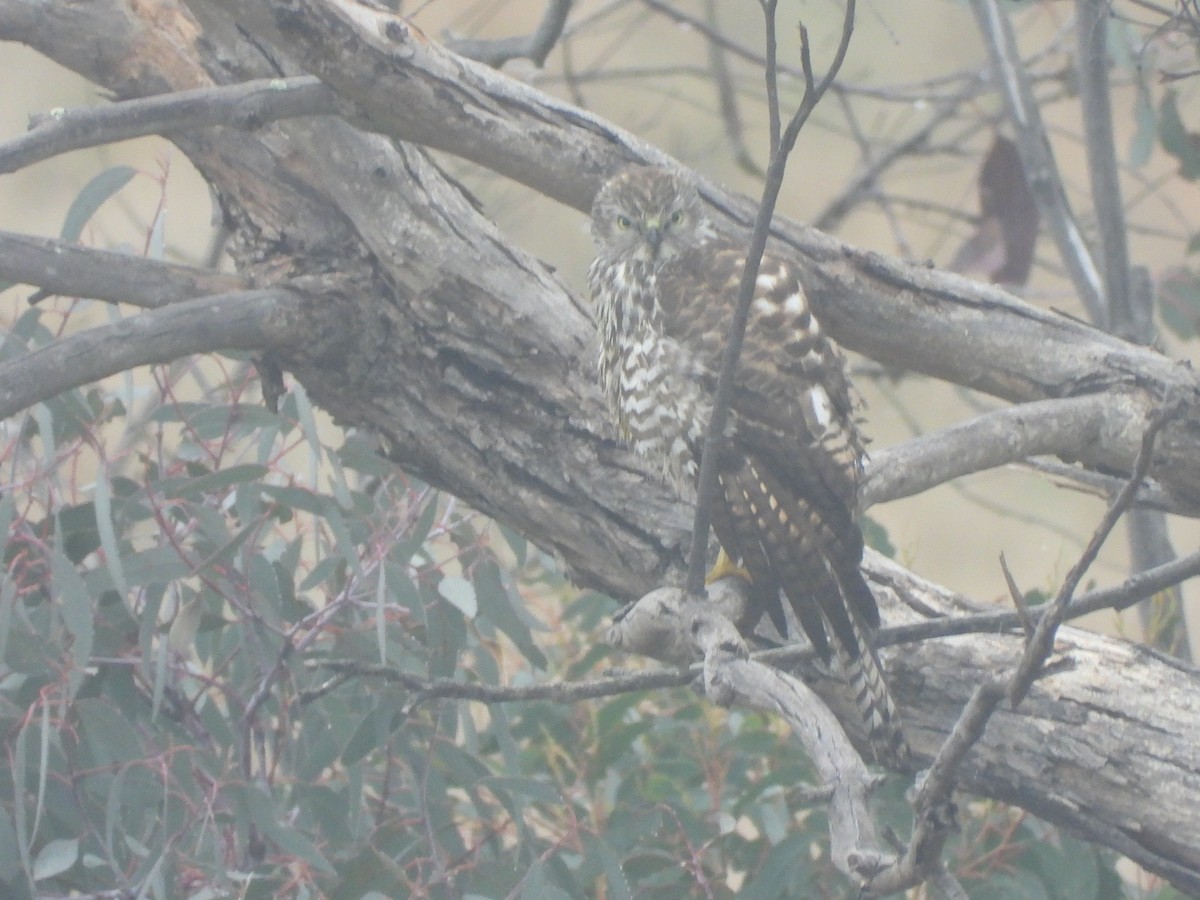 Brown Goshawk - David Dedenczuk