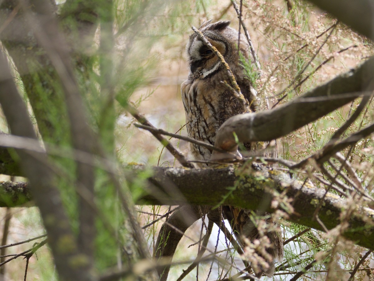 Long-eared Owl - Alfonso Guío Rodríguez