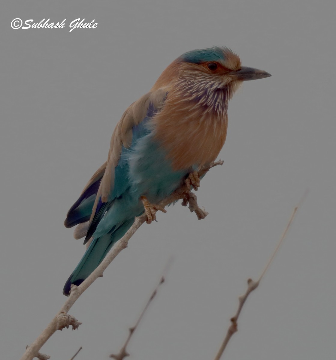 Indian Roller - SUBHASH GHULE