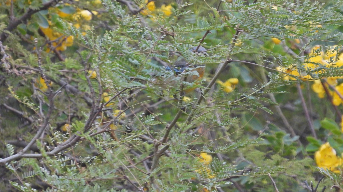 Blue-and-yellow Tanager - Hugo Valderrey