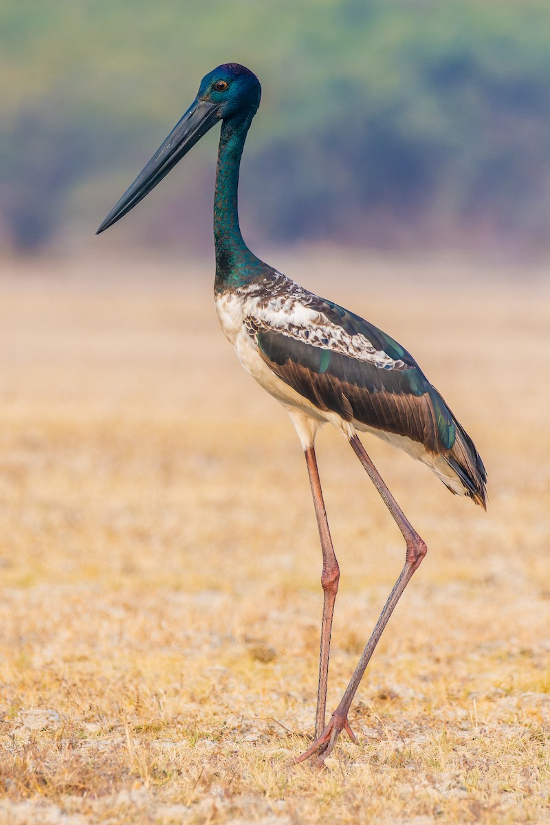 Black-necked Stork - Rajat Chordia