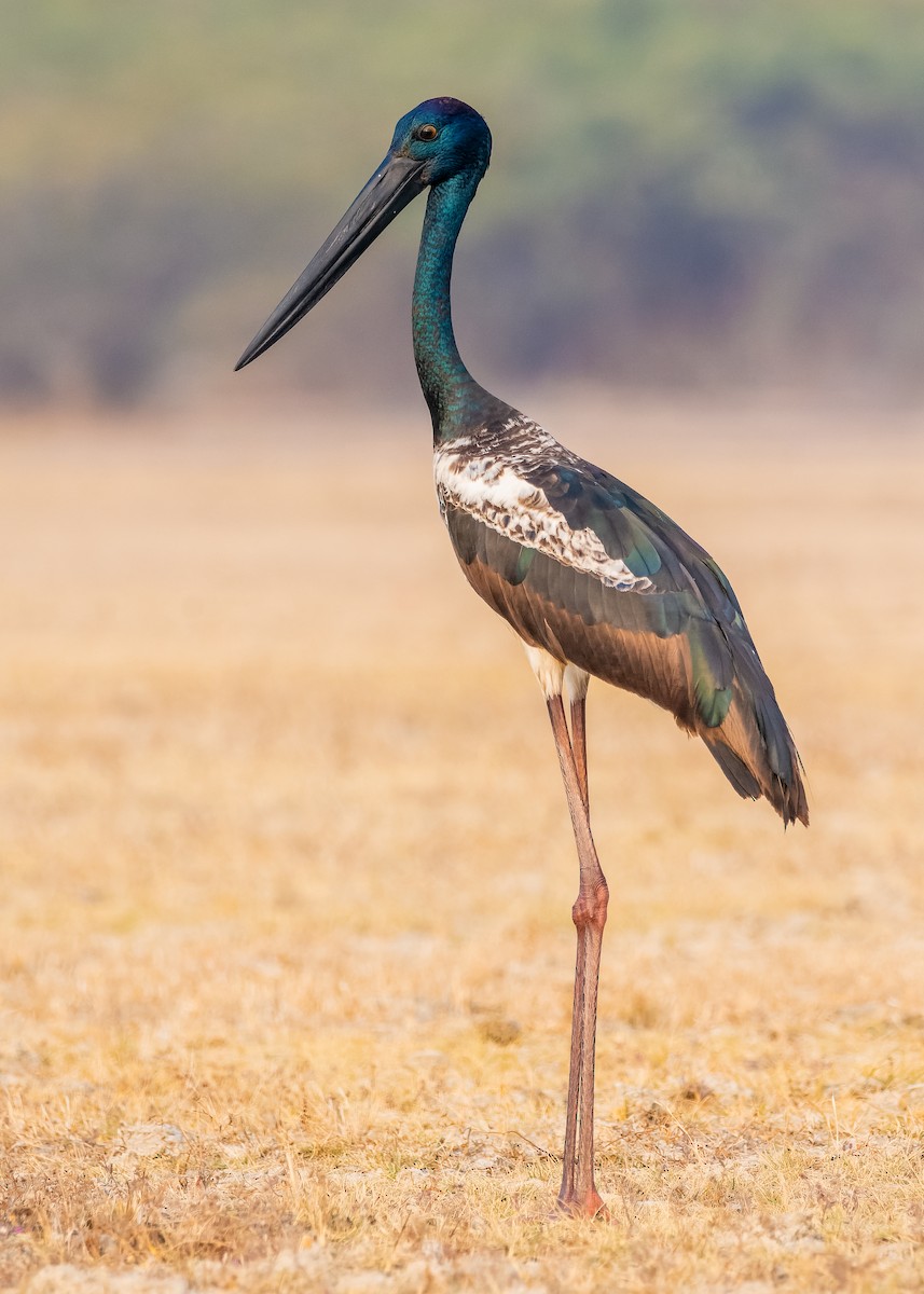 Black-necked Stork - Rajat Chordia