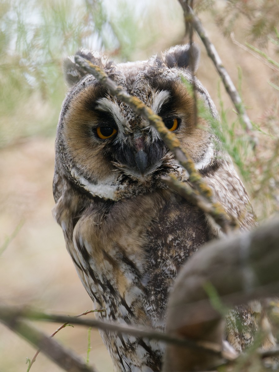 Long-eared Owl - Alfonso Guío Rodríguez