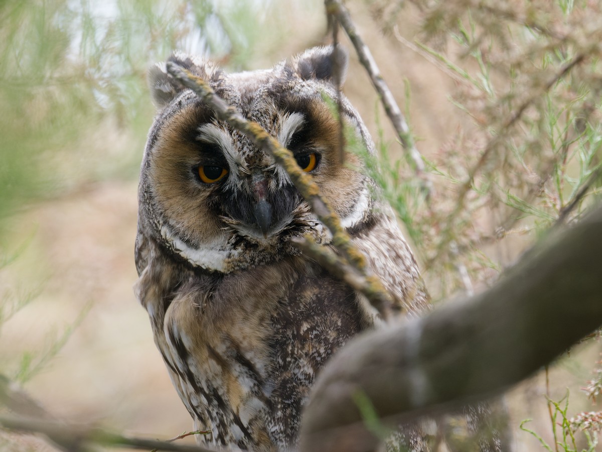 Long-eared Owl - Alfonso Guío Rodríguez