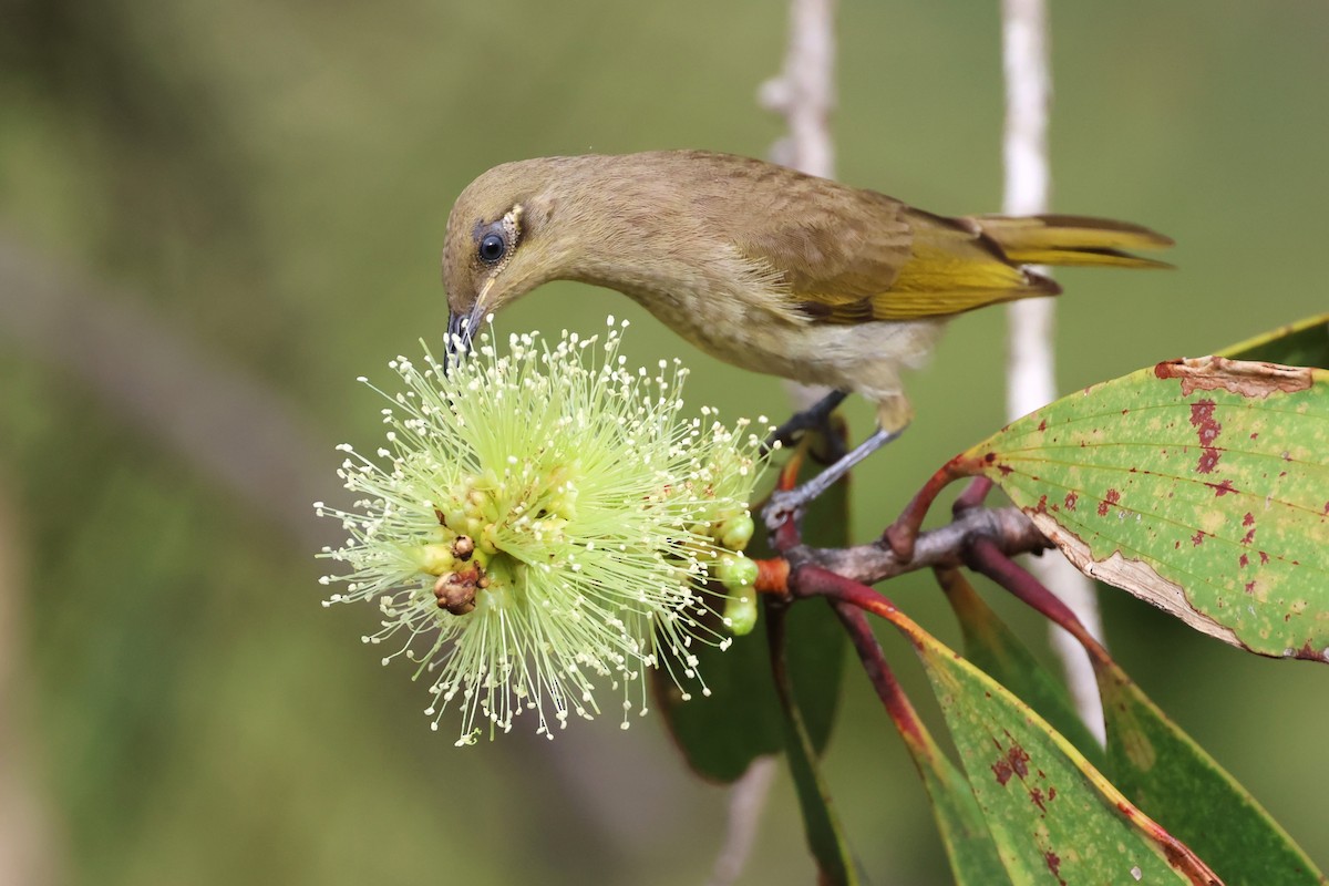 Brown Honeyeater - Mark and Angela McCaffrey