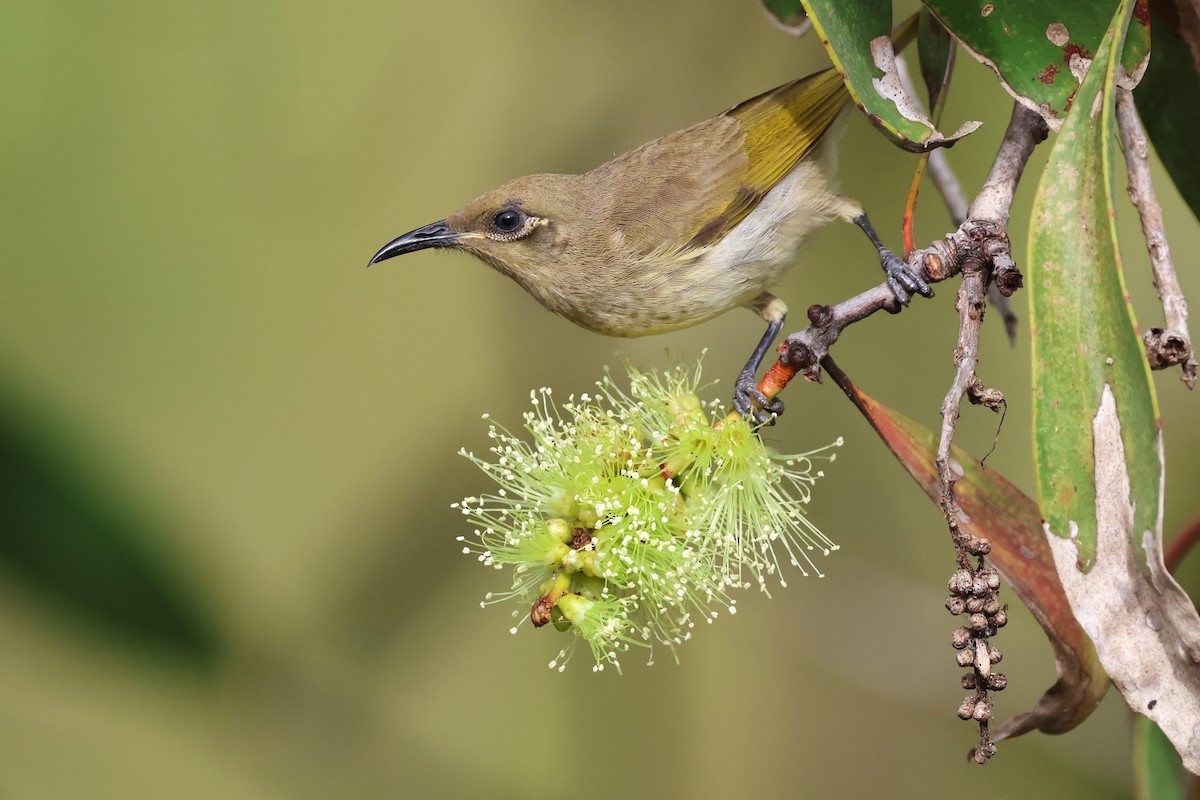 Brown Honeyeater - Mark and Angela McCaffrey