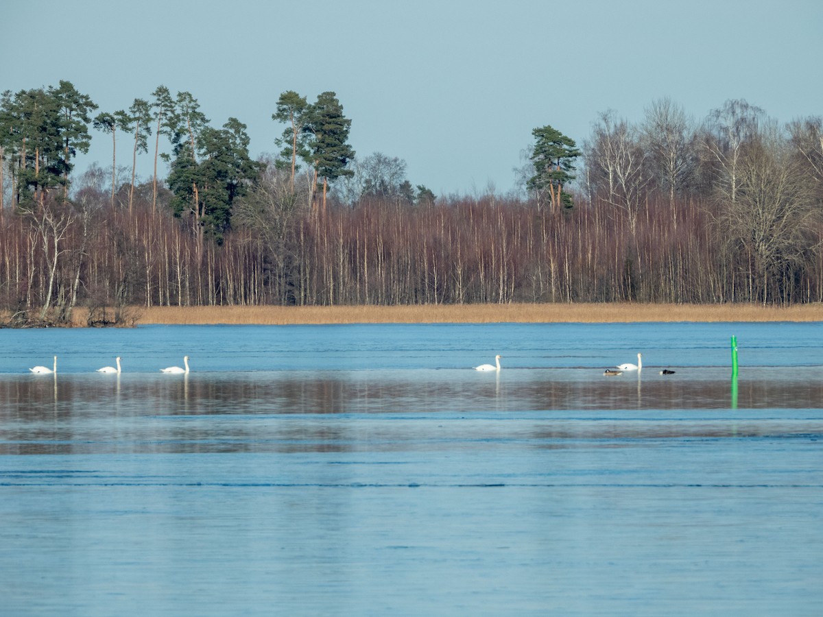 Mute Swan - Jan-Rune Ericson
