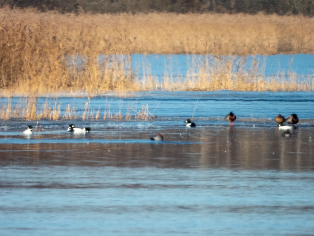 Common Pochard - Jan-Rune Ericson