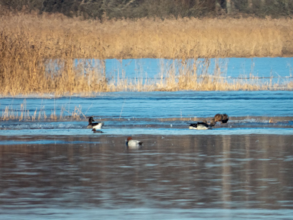 Common Pochard - Jan-Rune Ericson