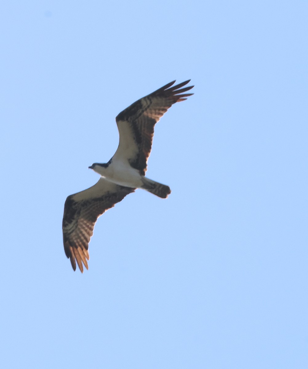 Osprey - Bob Sicolo