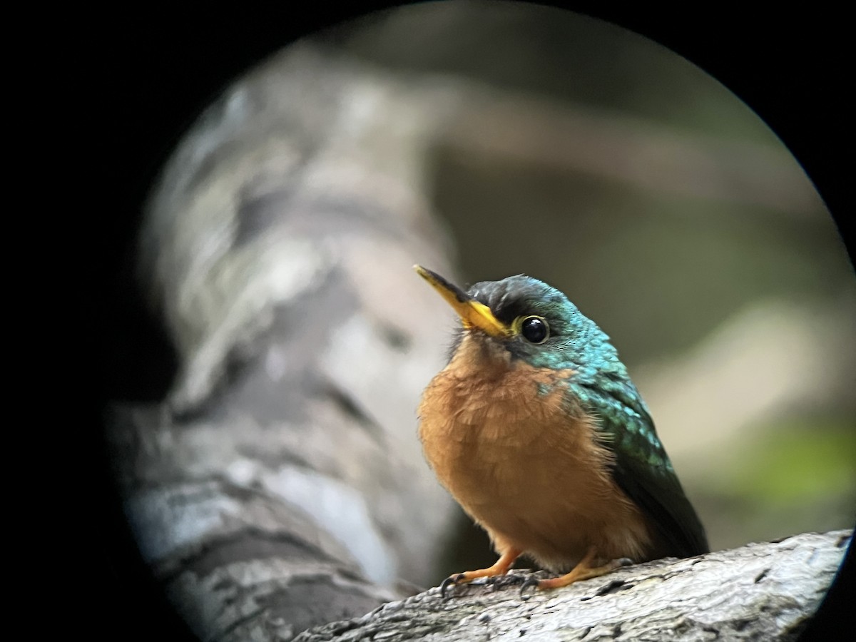 Yellow-billed Jacamar - ML619664640