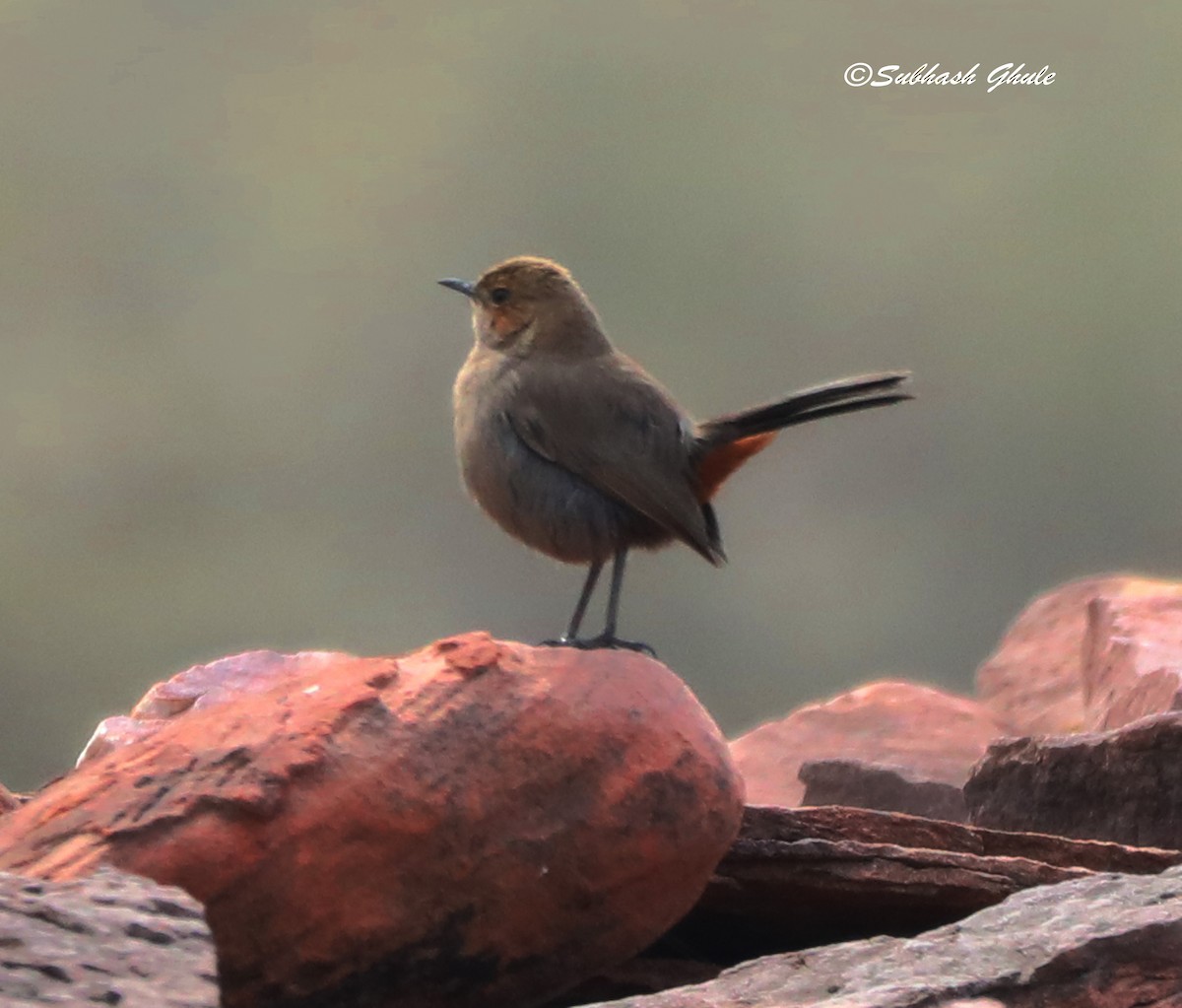 Indian Robin - SUBHASH GHULE