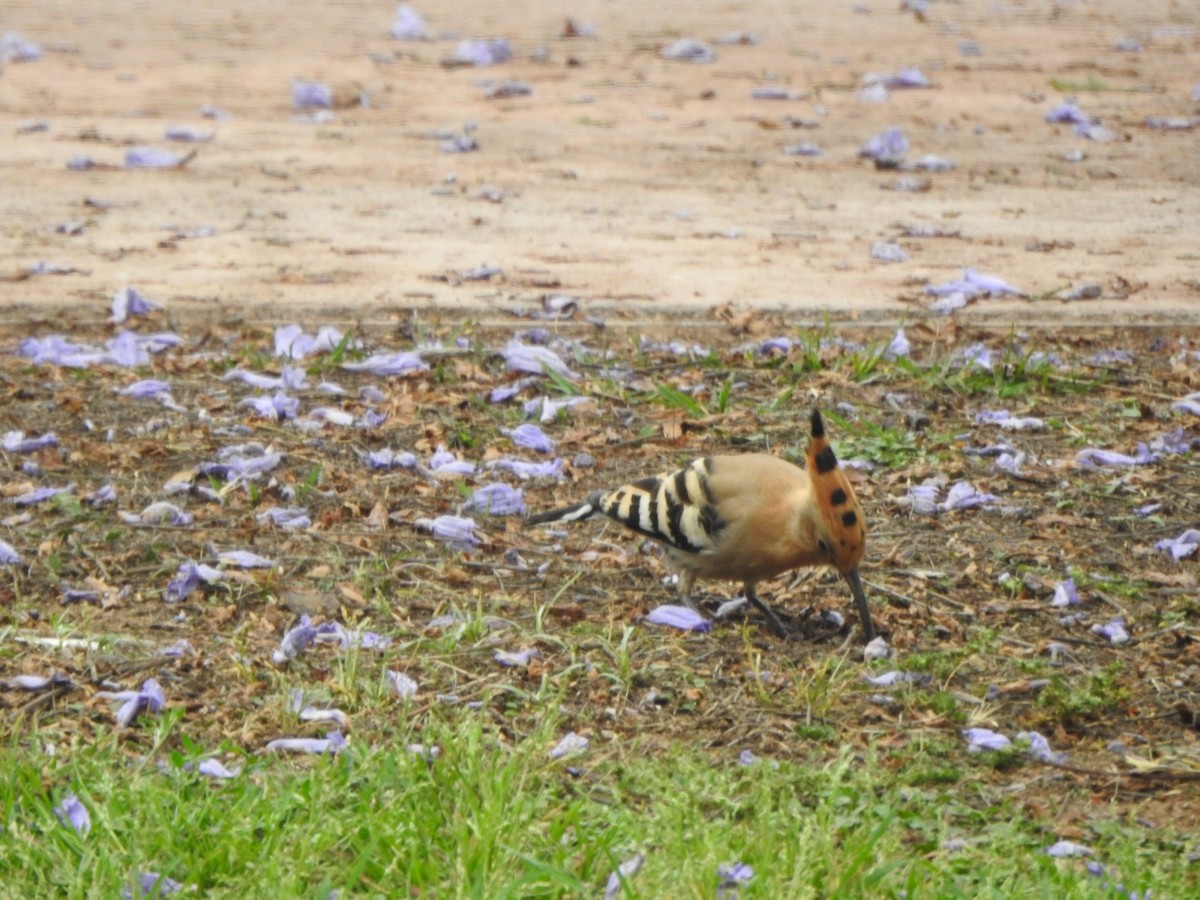 Eurasian Hoopoe - Pep Cantó