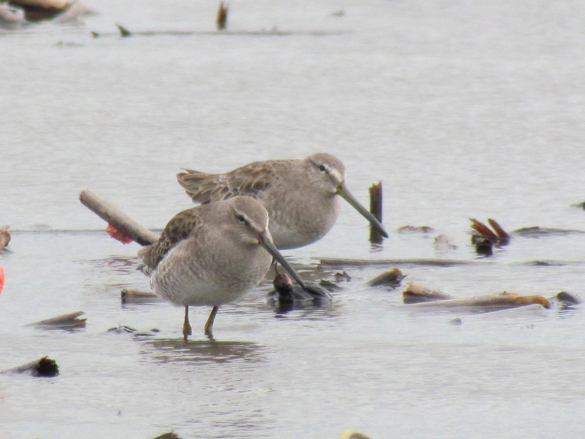 Long-billed Dowitcher - HITOSHI IIZUMI