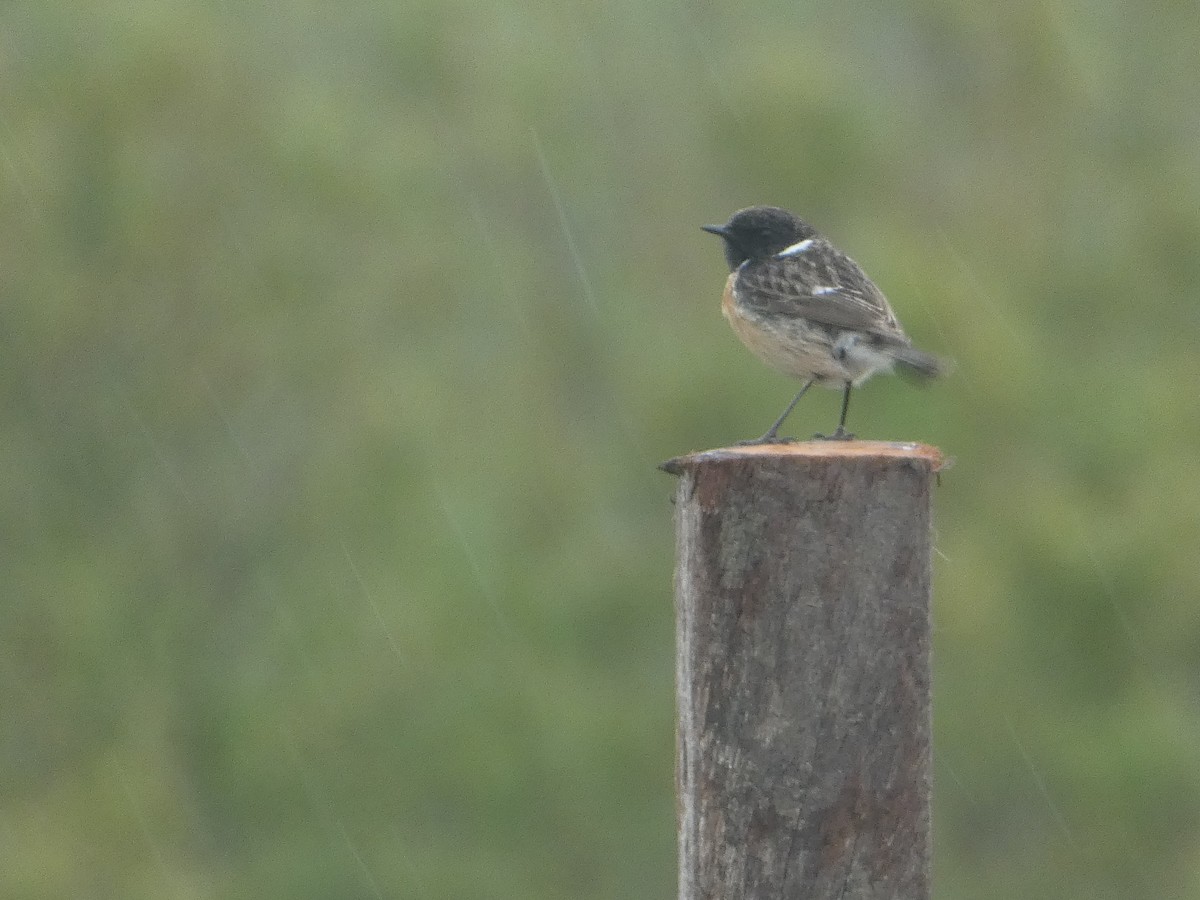 European Stonechat - c franzoia