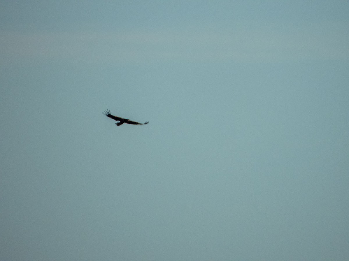 White-tailed Eagle - Jan-Rune Ericson